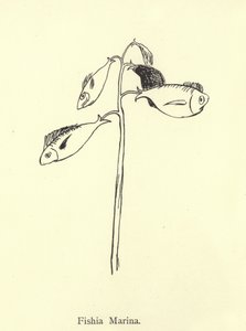 Balık Marinası by Edward Lear